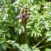 Oroxylum indicum (L.) Kurz